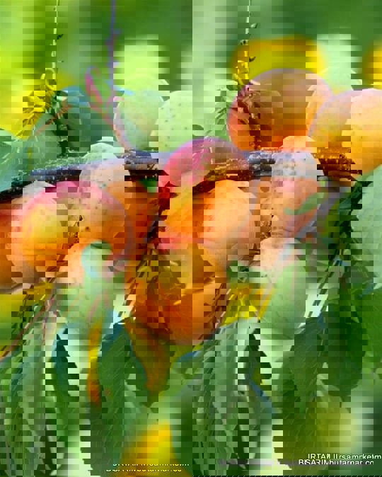 VENÜS NEKTARİN FİDANI